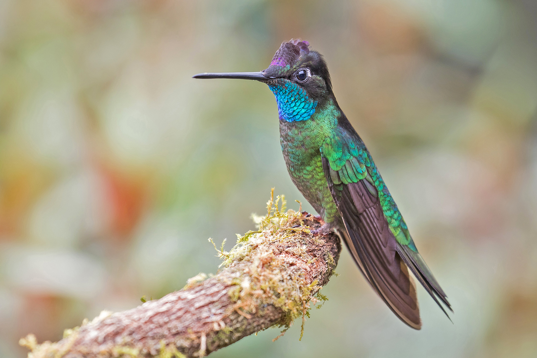 Admirable Hummingbird on our Costa Rica birding tour (image by Pete Morris)