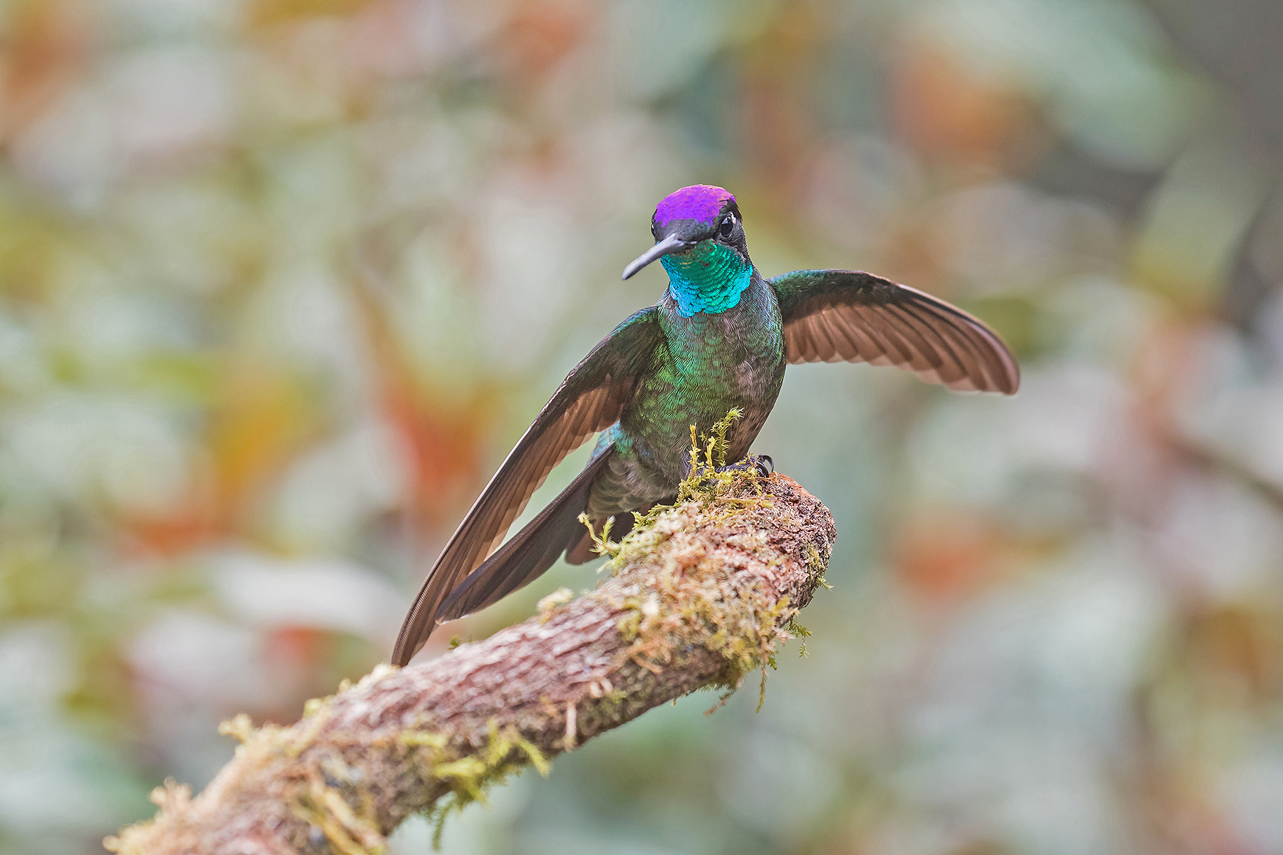 Admirable Hummingbird (image by Pete Morris)