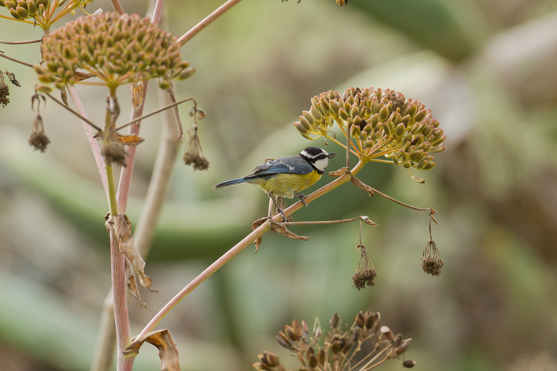 African Blue Tit in the Canary Islands (image by Mike Watson)