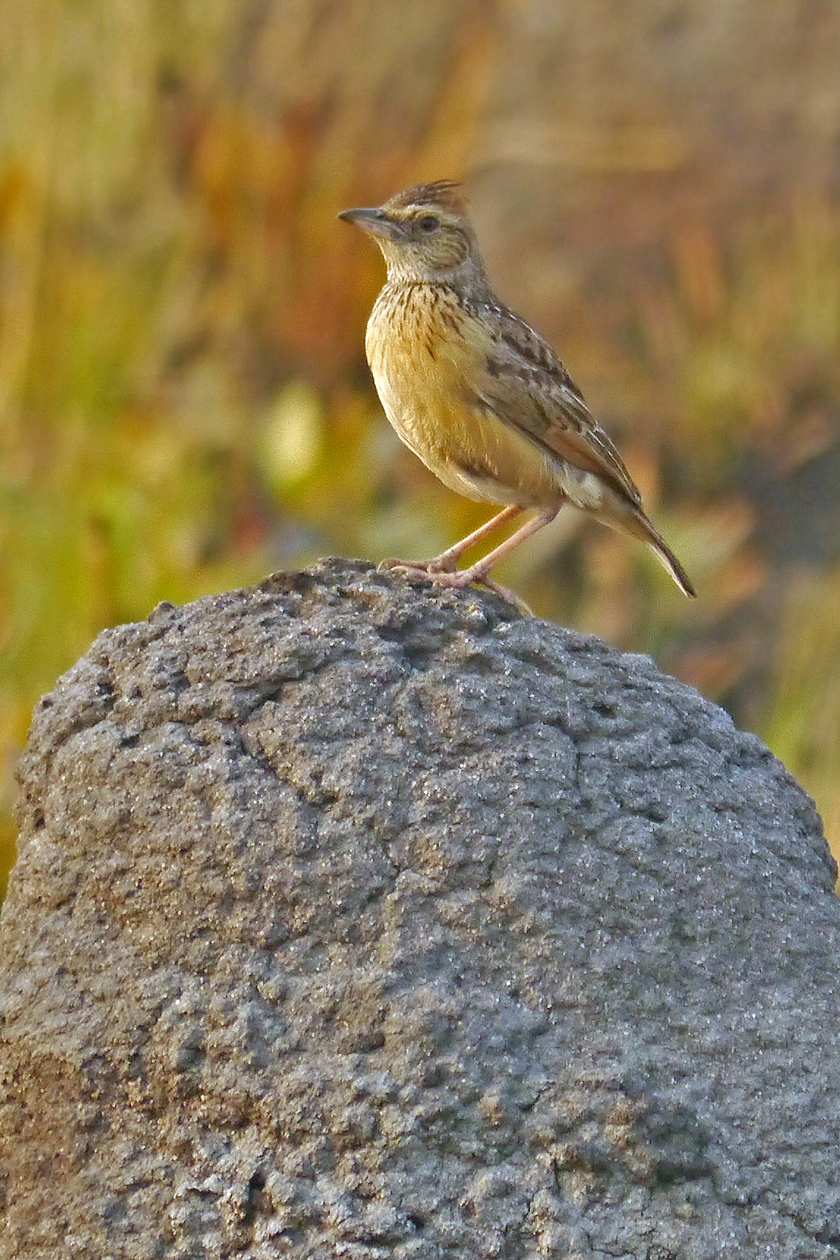 Angola Lark in Zambia (image by Nik Borrow)