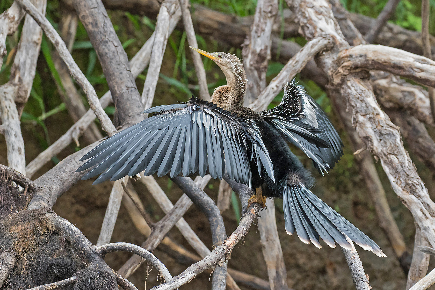 Anhinga in Costa Rica (image by Pete Morris)