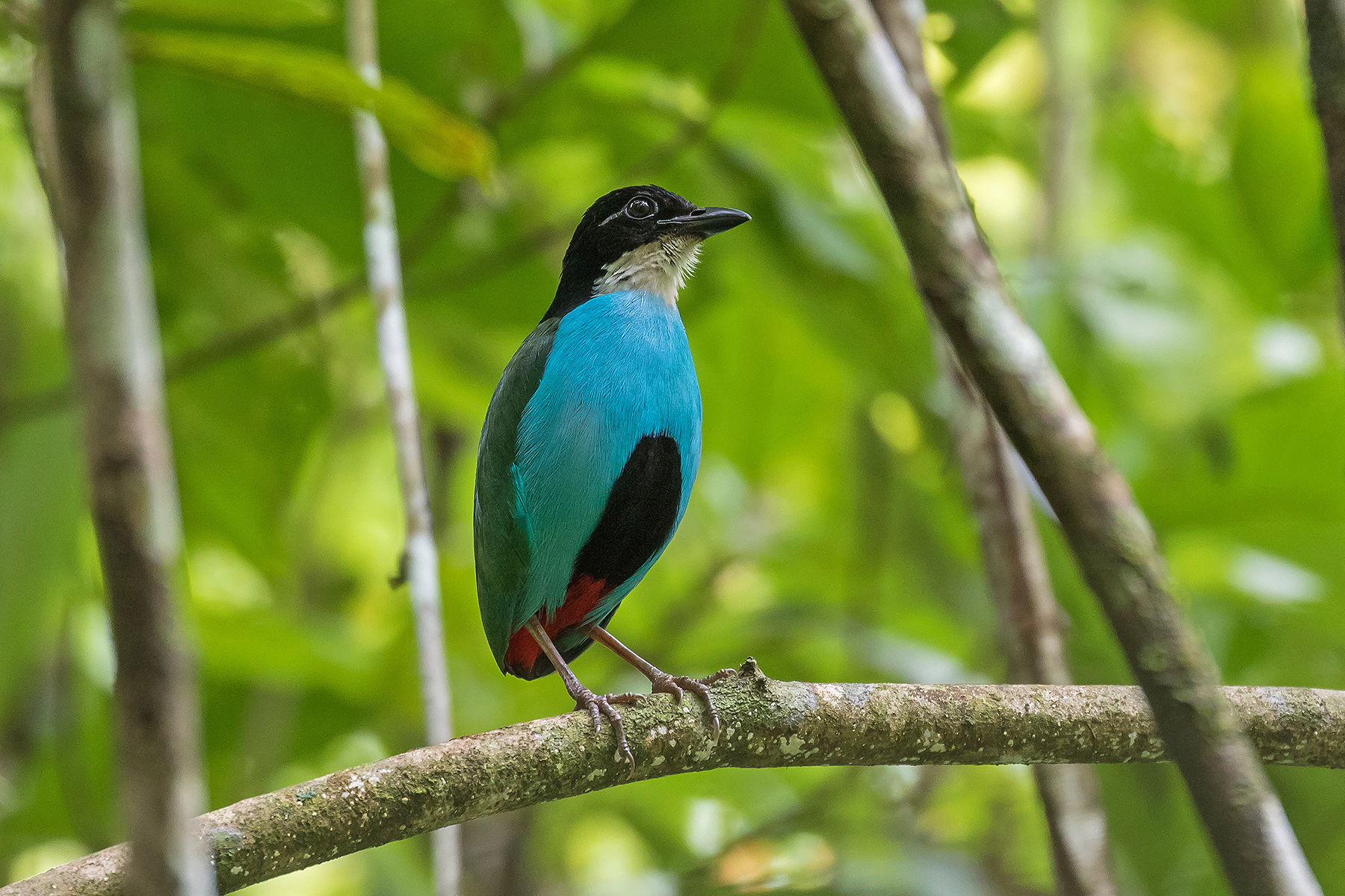 Philippines Birding Tours - Philippines Birdwatching - Birdquest