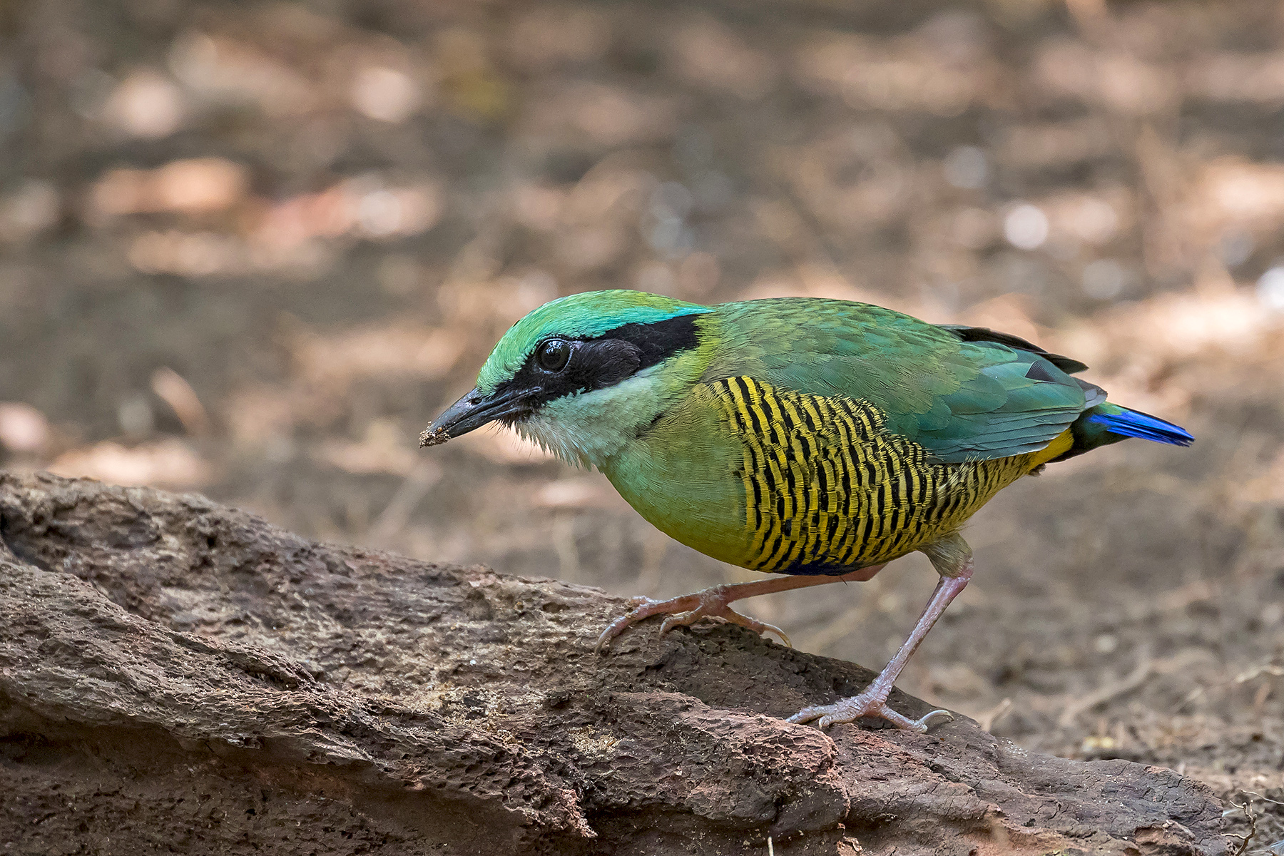 Bar-bellied Pitta on our Vietnam birding tour (image by Pete Morris)