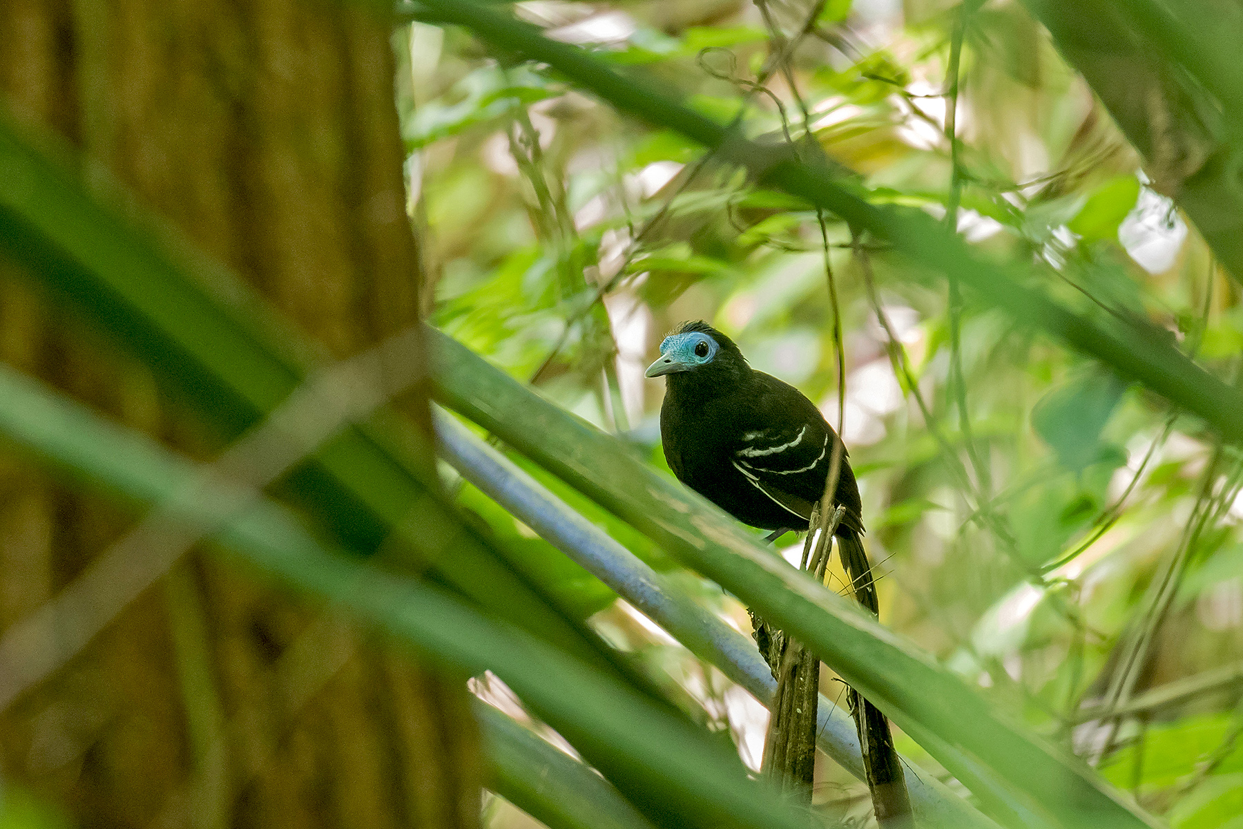 Bare-crowned Antbird (image by Pete Morris)
