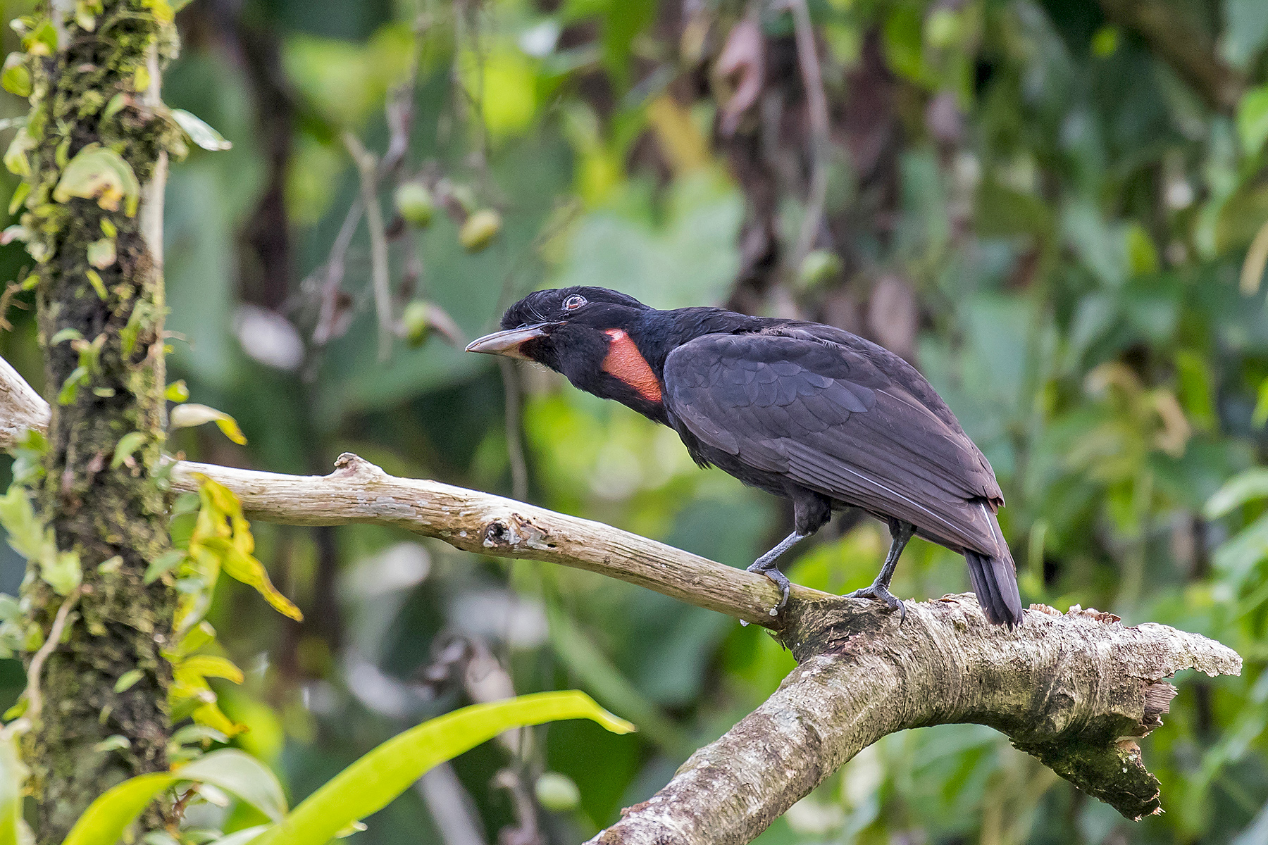 Bare-necked Umbrellabird on our Costa Rica birding tour (image by Pete Morris)
