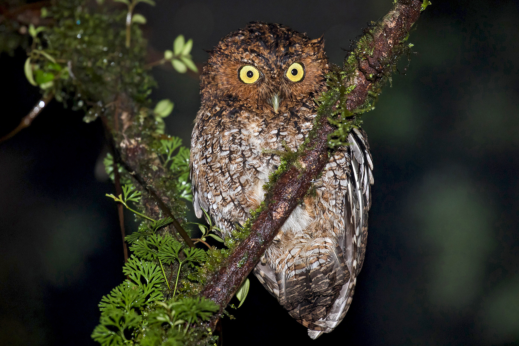 Bare-shanked Screech Owl (image by Pete Morris)