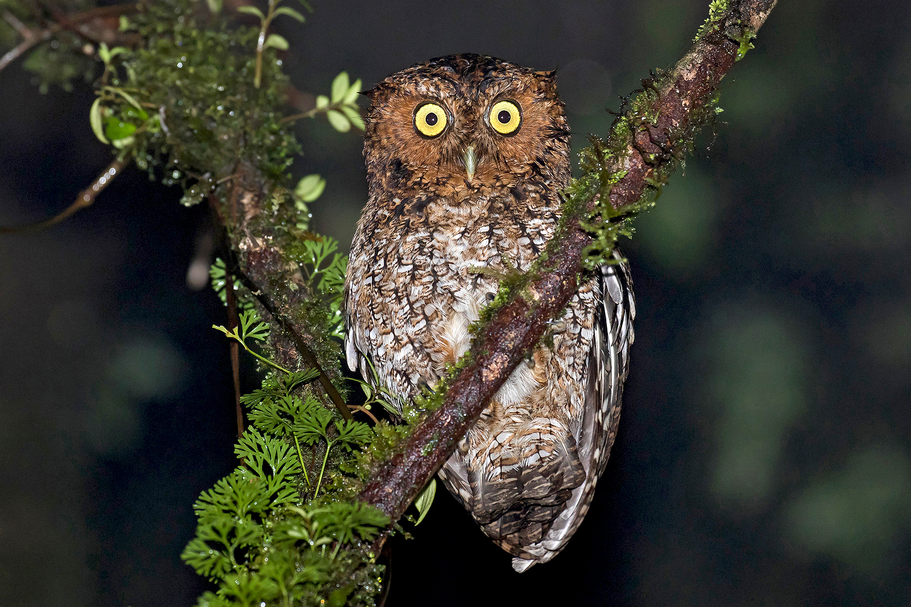 Bare-shanked Screech Owl (image by Pete Morris)