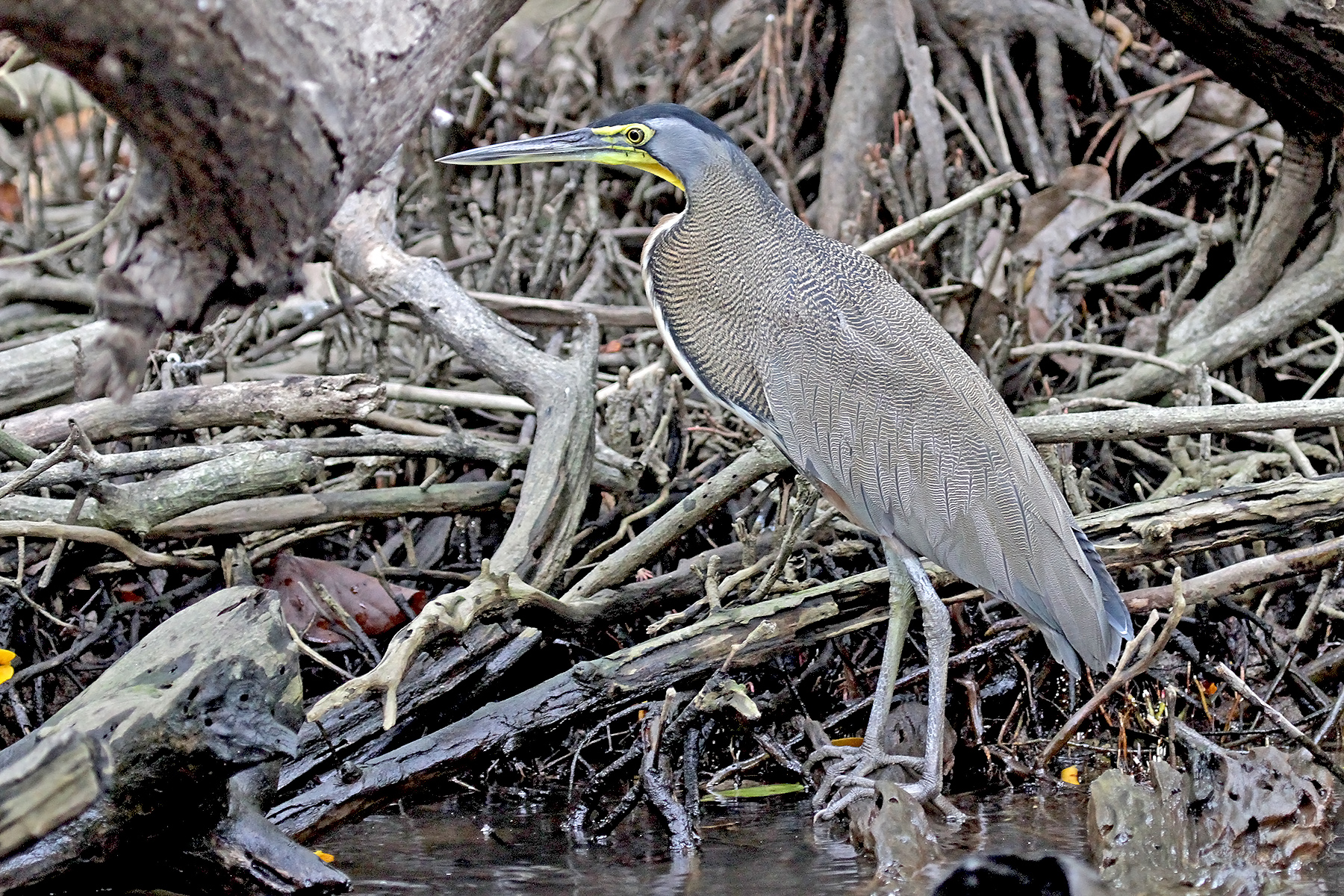 Bare-throated Tiger Heron on our Western Mexico birding tour (image by Pete Morris)