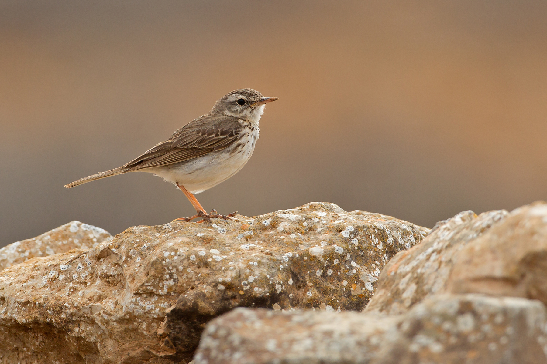 Berthelot's Pipit in the Canary Islands (image by Mike Watson)