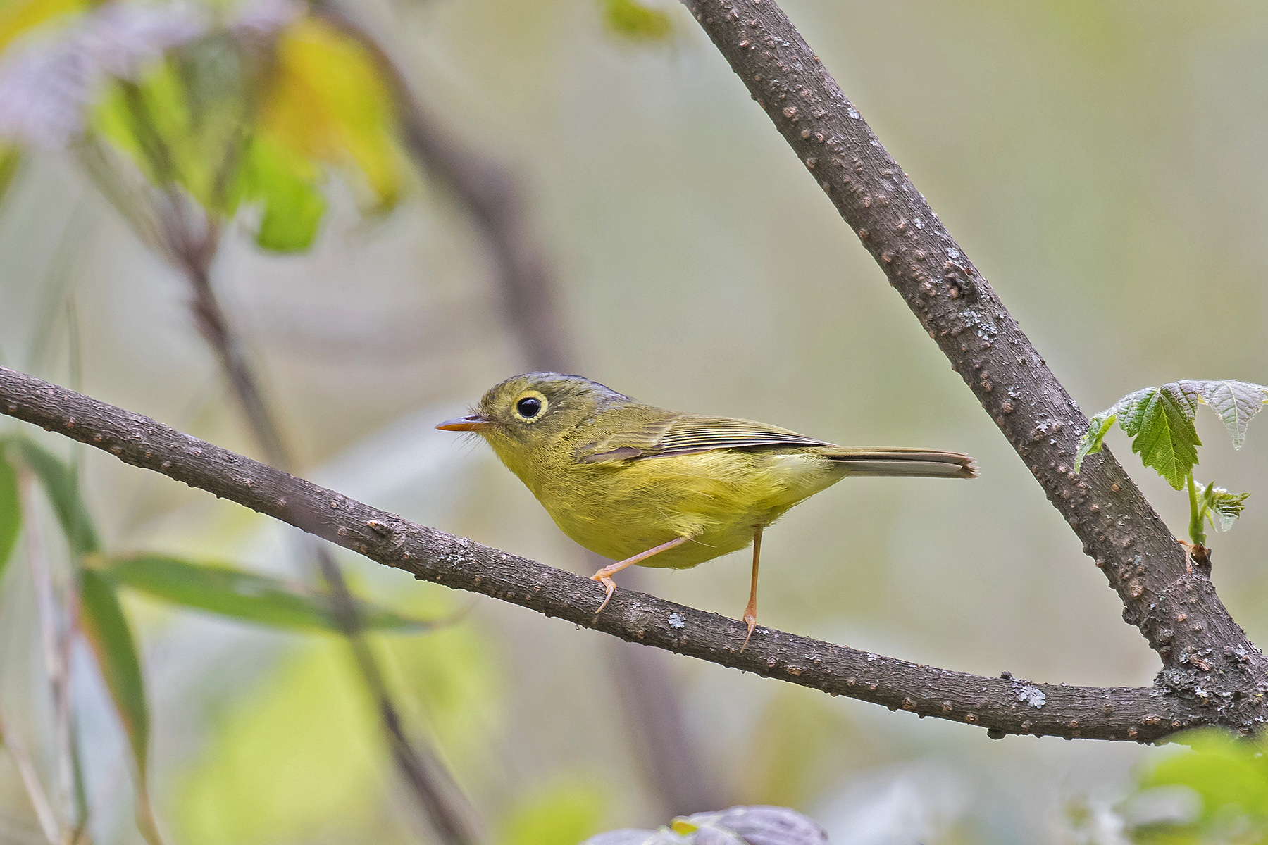 Bianchi's Warbler in Sichuan, China (image by Pete Morris)