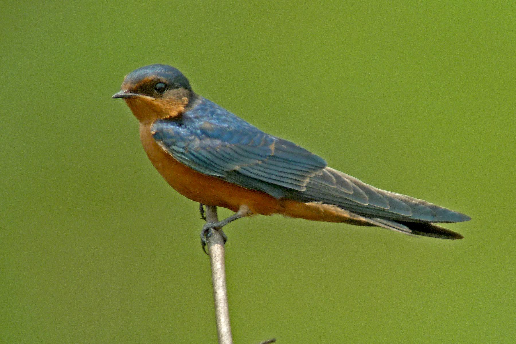 Black-and-rufous Swallow in Zambia (image by Nik Borrow)