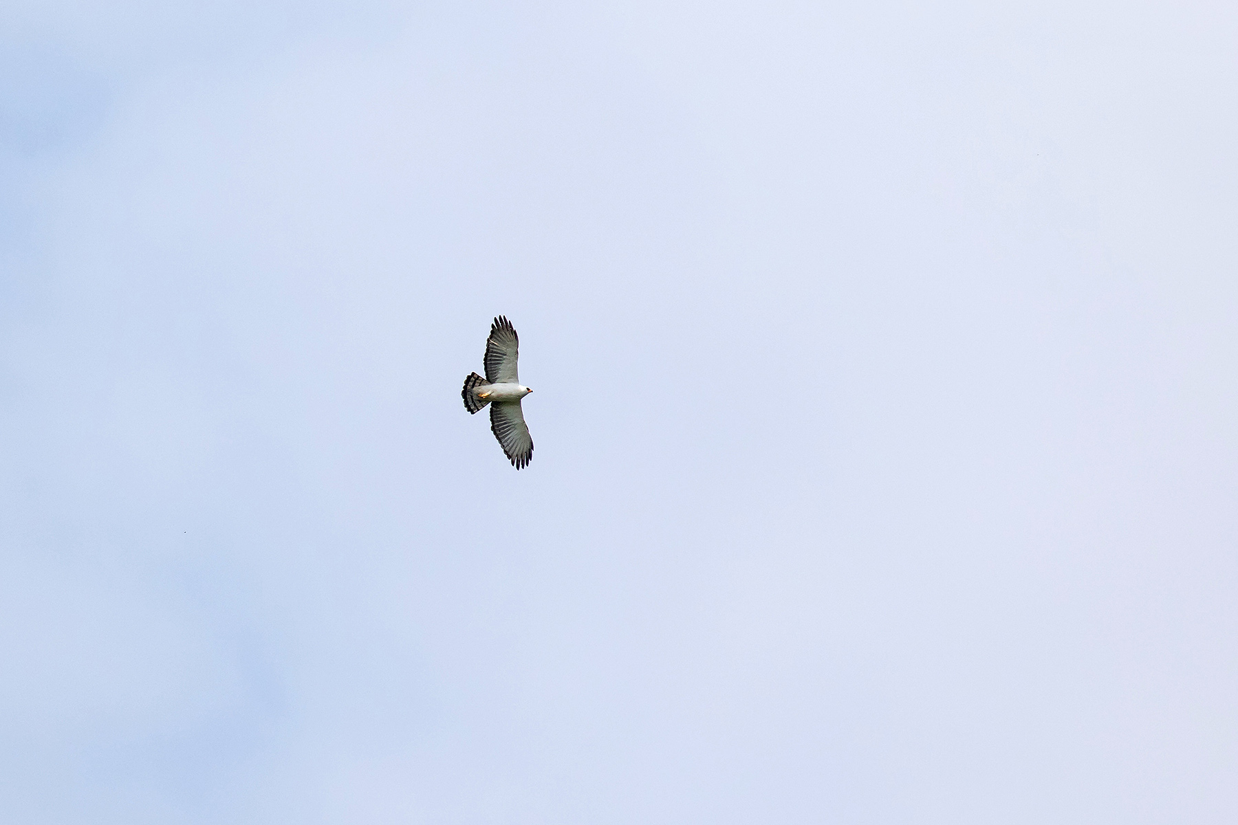 Black-and-white Hawk (image by Pete Morris)