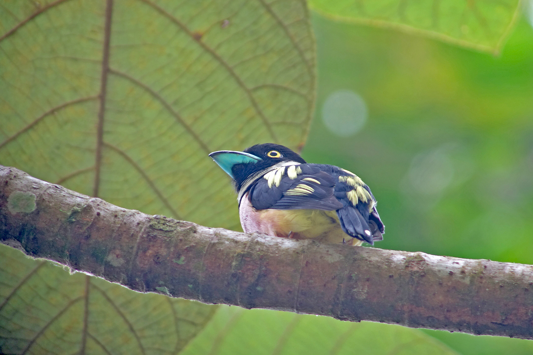 Black-and-yellow Broadbill in Sumatra, Indonesia (image by Pete Morris)