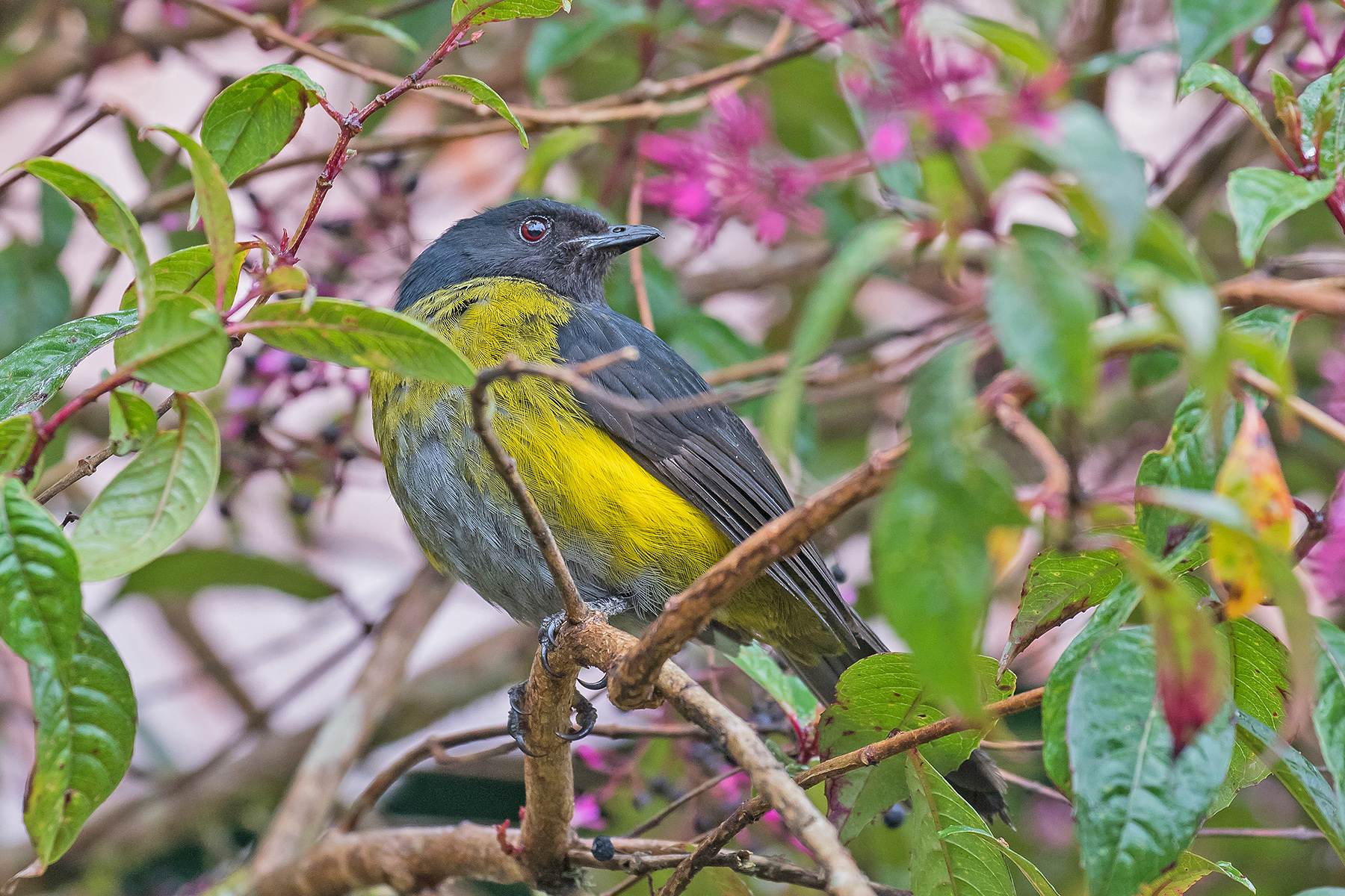 Black-and-yellow Phainoptila on our Costa Rica birding tour (image by Pete Morris)