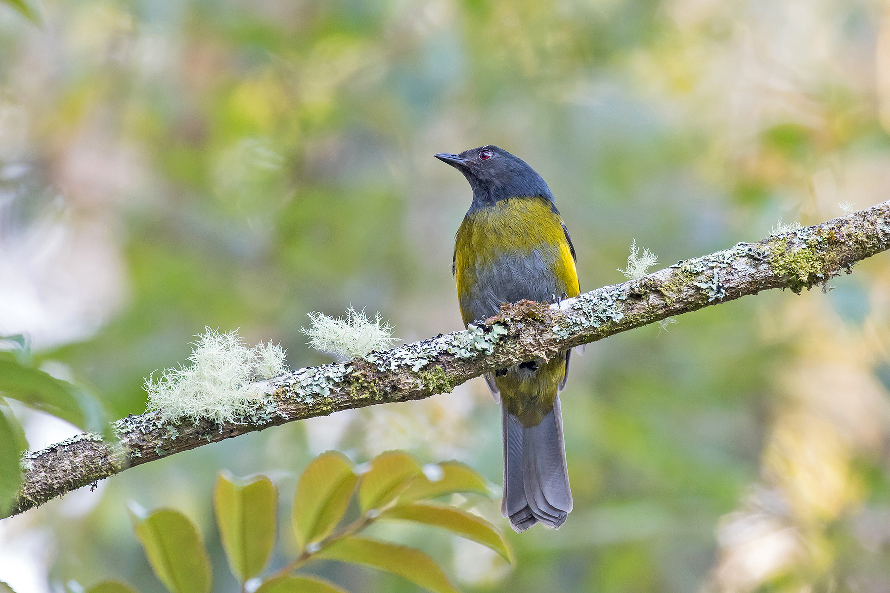 Black-and-yellow Phainoptila in Costa Rica (image by Pete Morris)