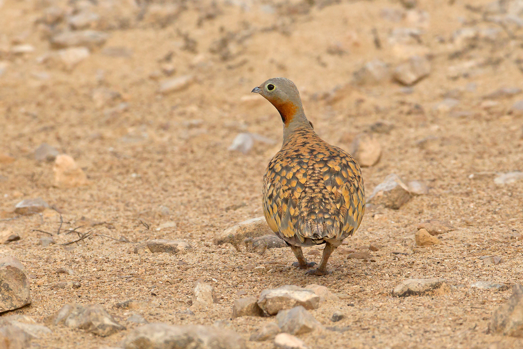 Black-bellied Sandgrouse in the Canary Islands (image by Mike Watson)
