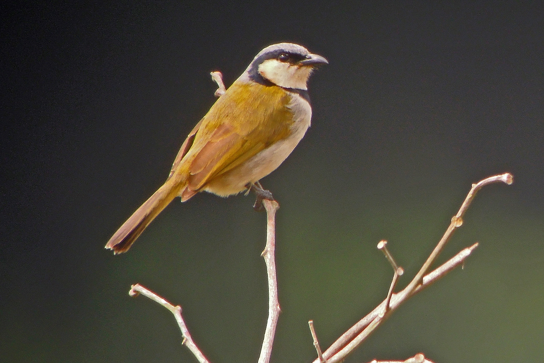 Black-collared Bulbul in Zambia (image by Nik Borrow)