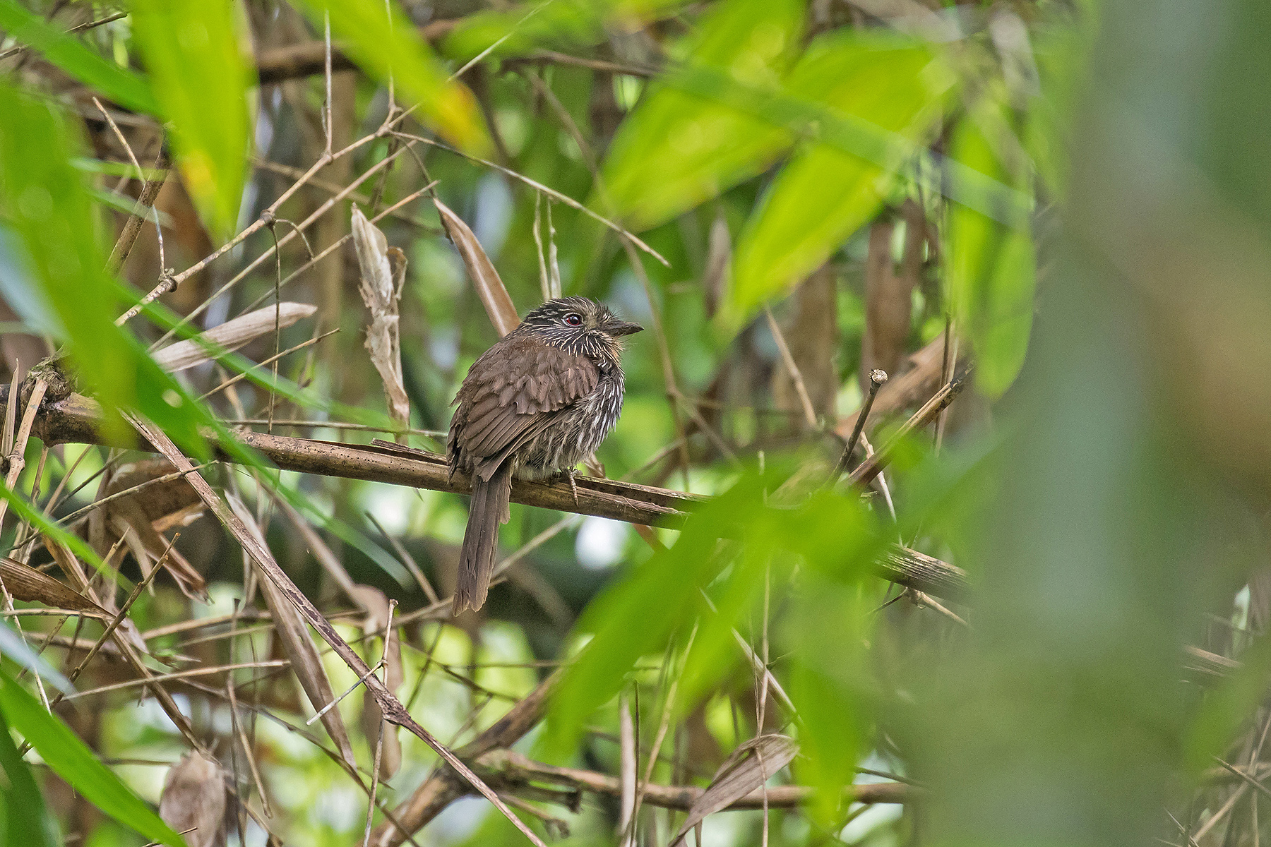 Black-streaked Puffbird in Peru (image by Pete Morris)