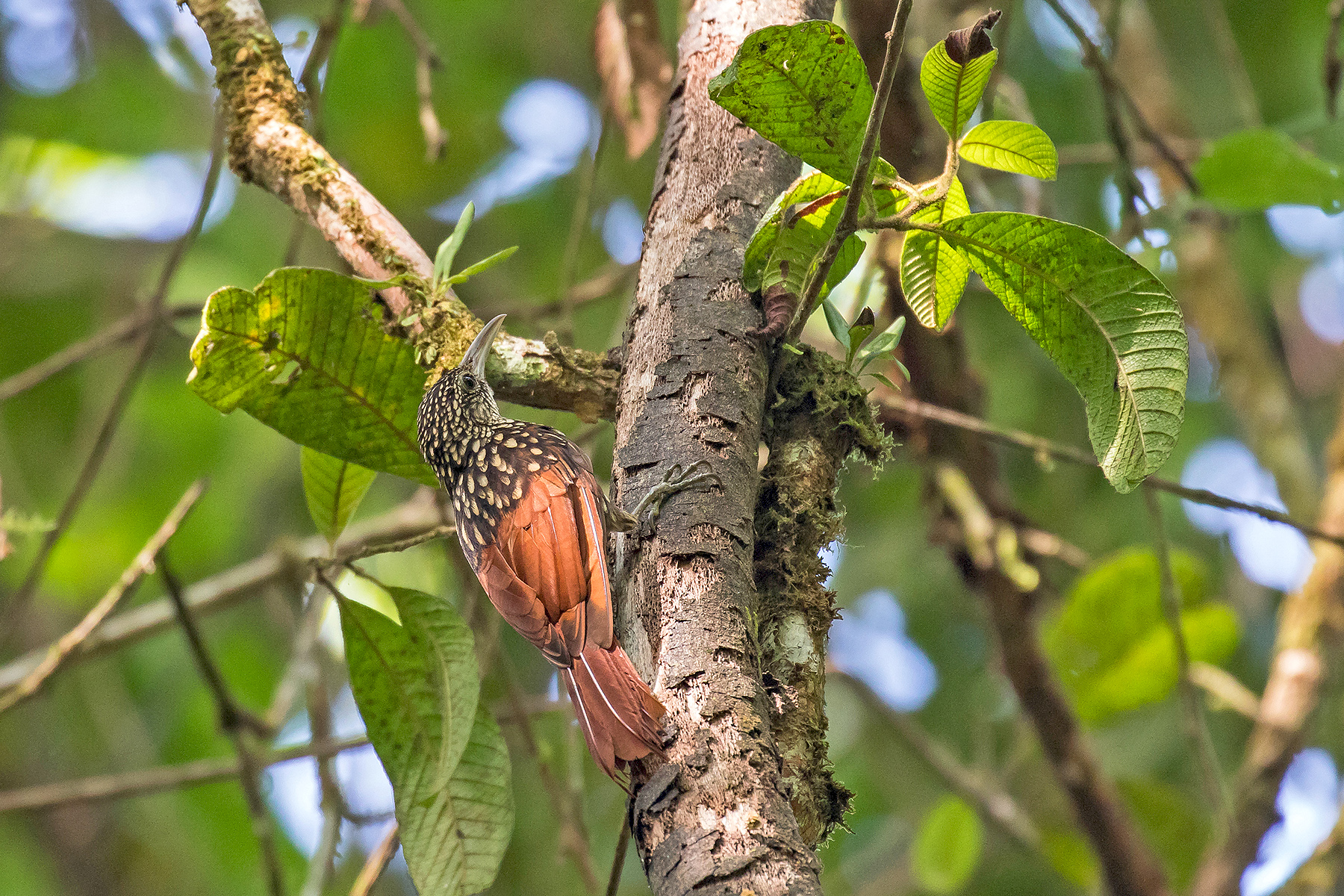 Black-striped Woodcreeper on our Costa Rica birding tour (image by Pete Morris)