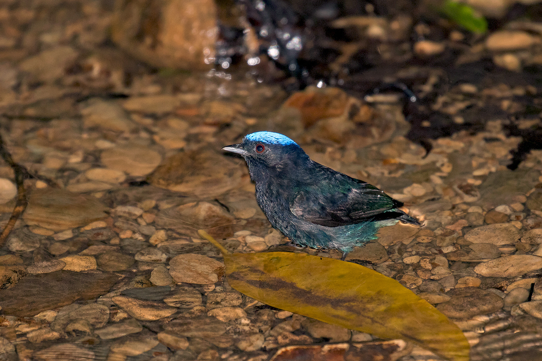 Blue-crowned Manakin in Costa Rica (image by Pete Morris)