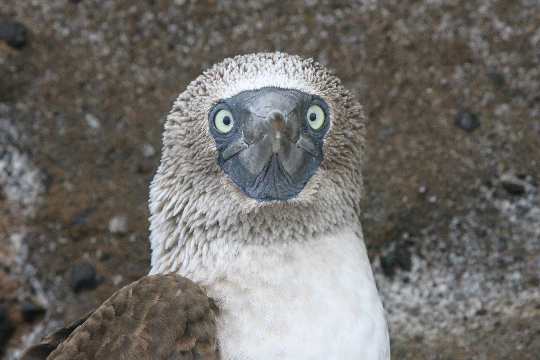 galapagos islands birding tours