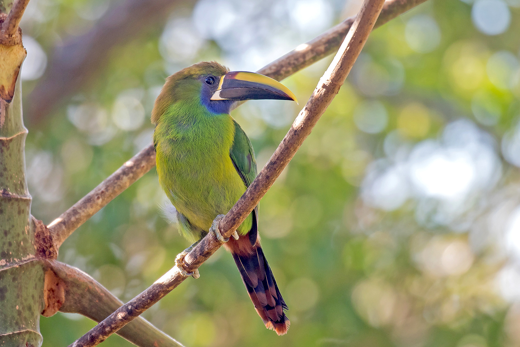 Blue-throated Toucanet (image by Pete Morris)