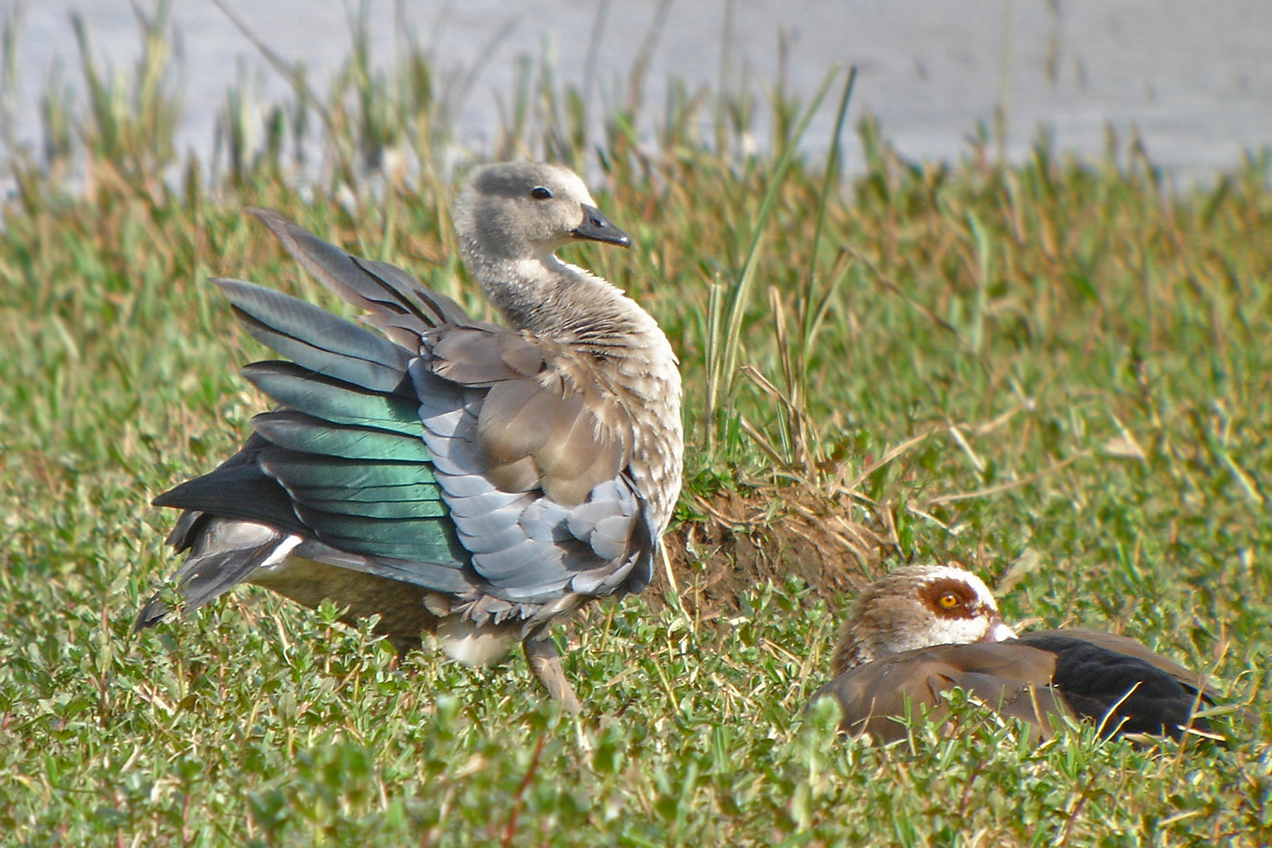 Blue-winged Goose and Egyptian Goose in Ethiopia (image by Nik Borrow)
