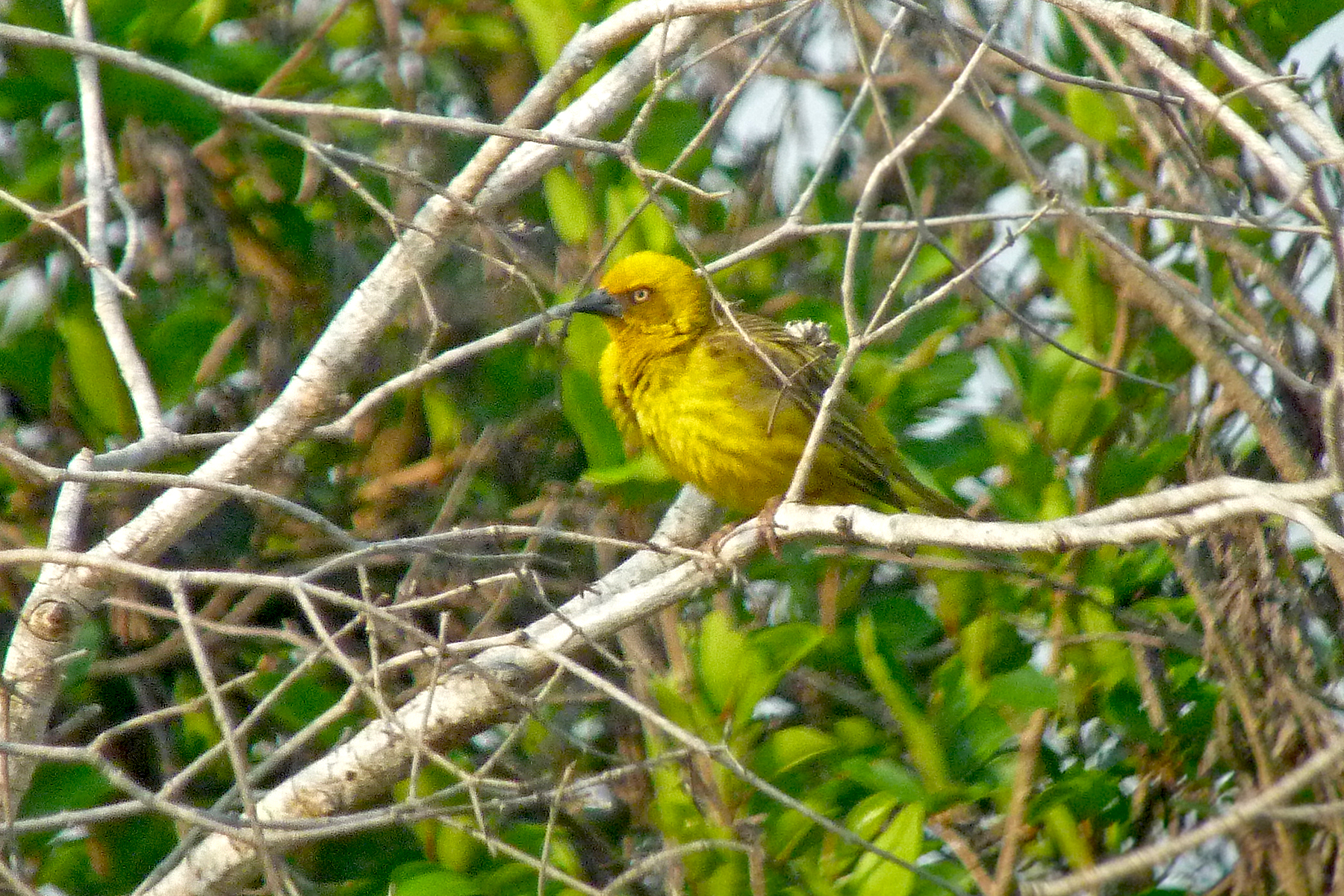 Bocage's Weaver in Zambia (image by Nik Borrow)