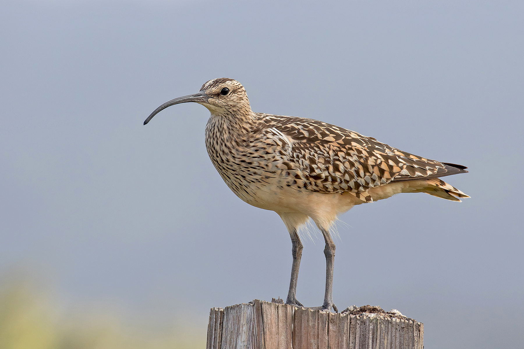 Bristle-thighed Curlew (image by Pete Morris)