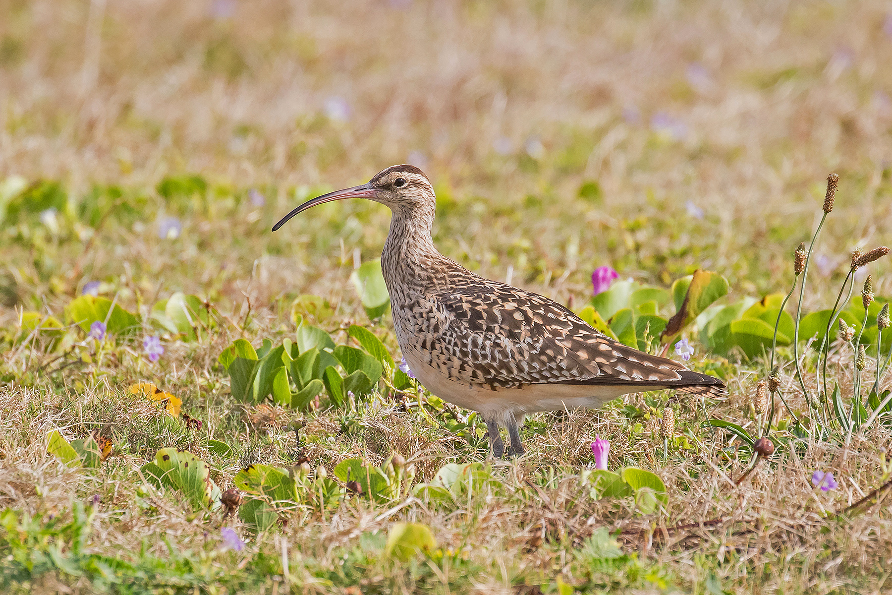 Bristle-thighed Curlew (image by Pete Morris)