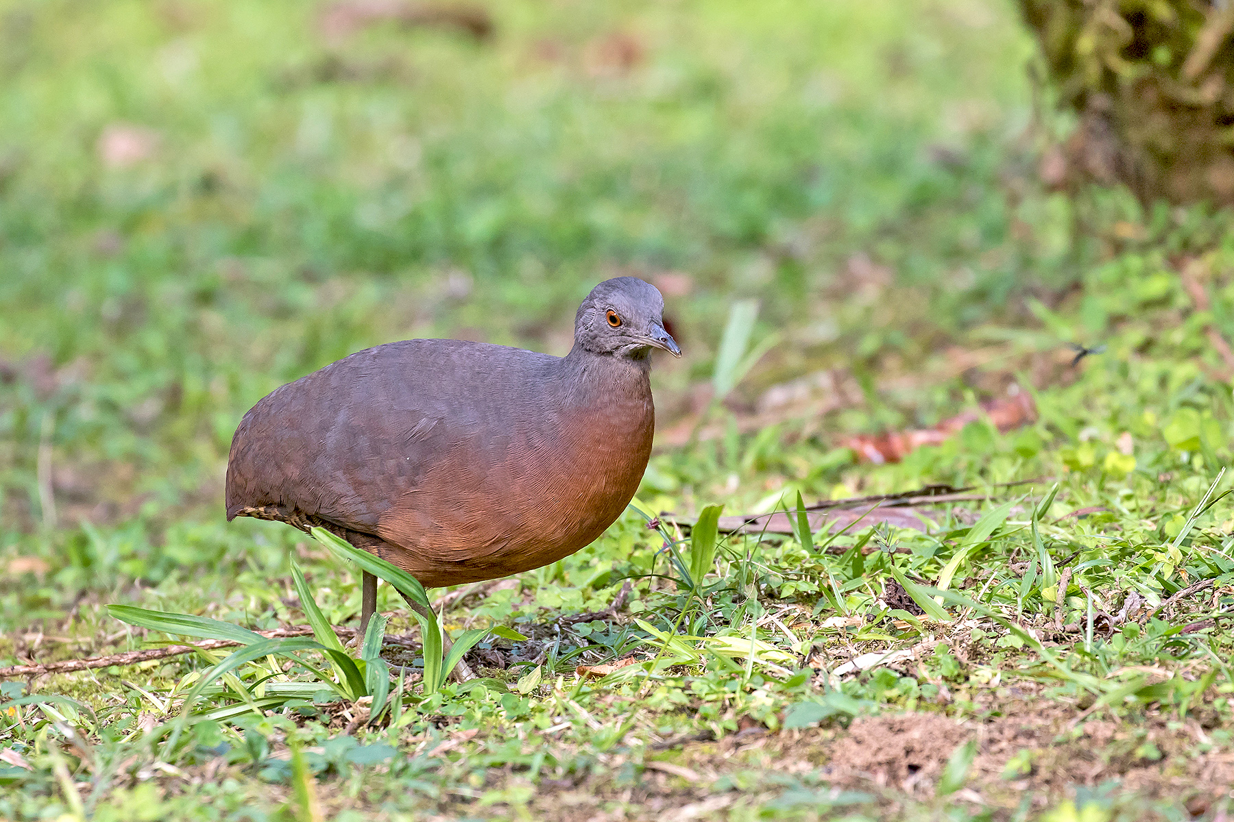 Brown Tinamou in Peru (image by Pete Morris)