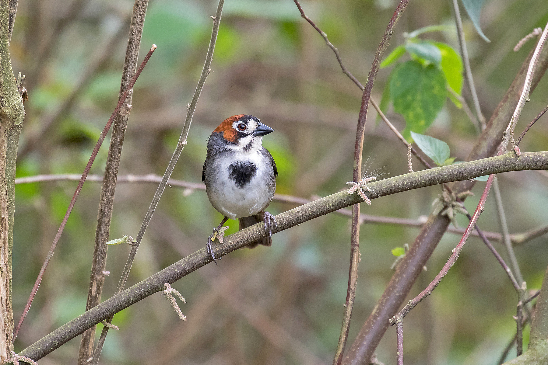 Cabanis's Ground Sparrow on our Costa Rica birding tour (image by Pete Morris)