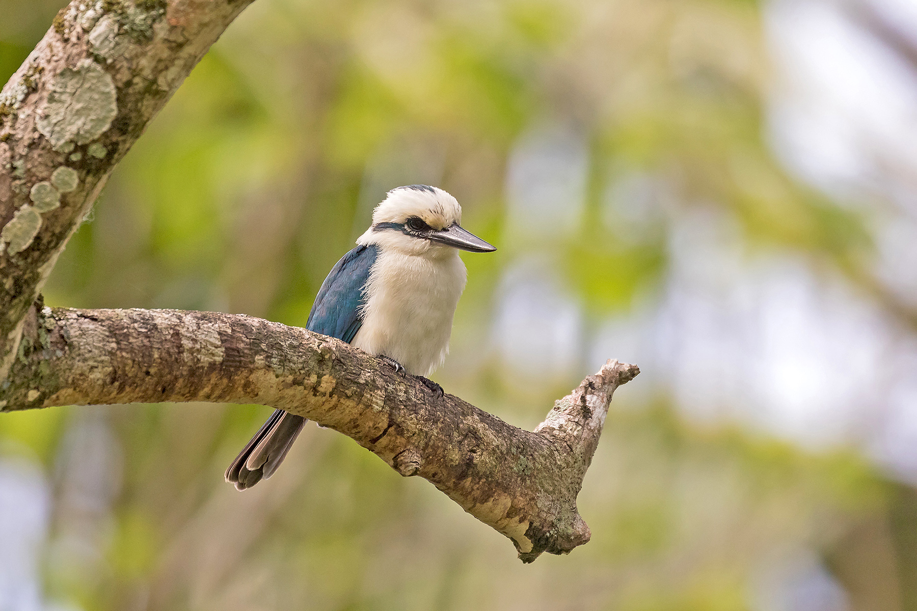 Chattering Kingfisher in the Cook Islands (image by Pete Morris)