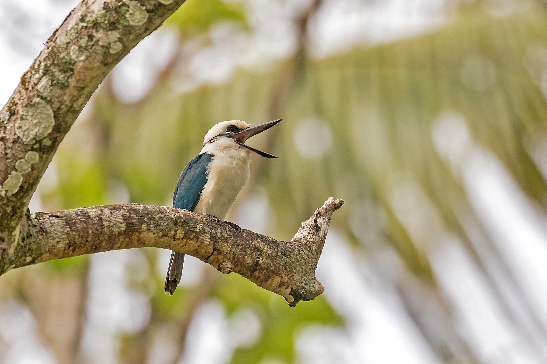 Chattering Kingfisher in the Cook Islands (image by Pete Morris)
