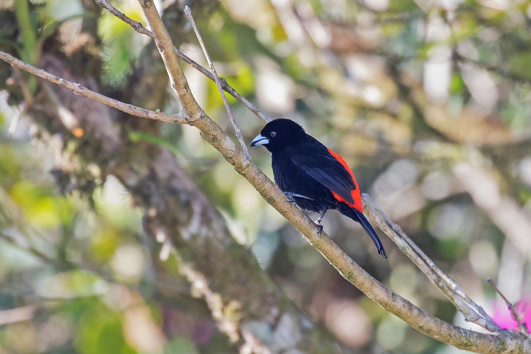 Cherrie's Tanager (image by Pete Morris)