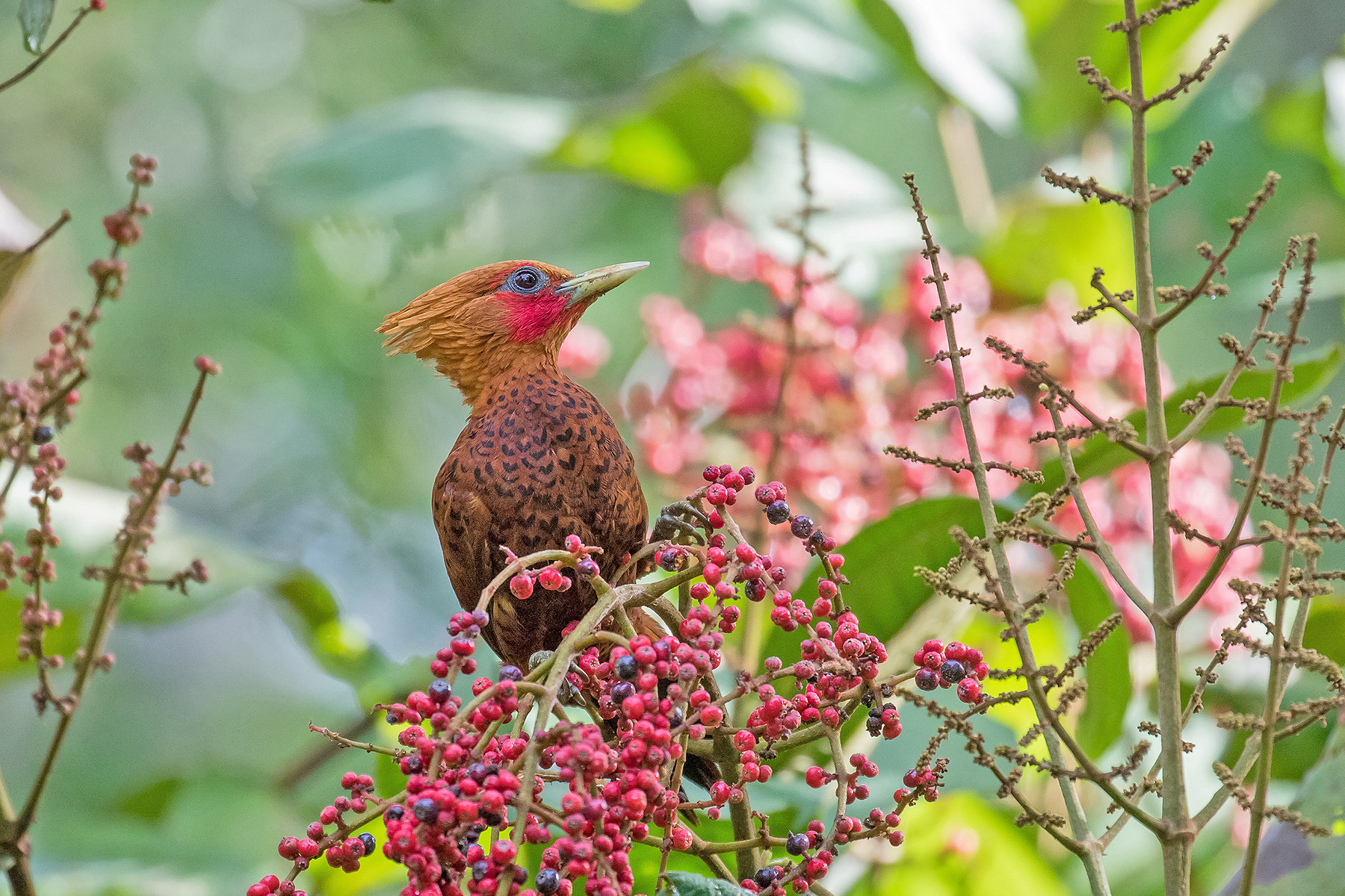Chestnut-coloured Woodpecker (image by Pete Morris)