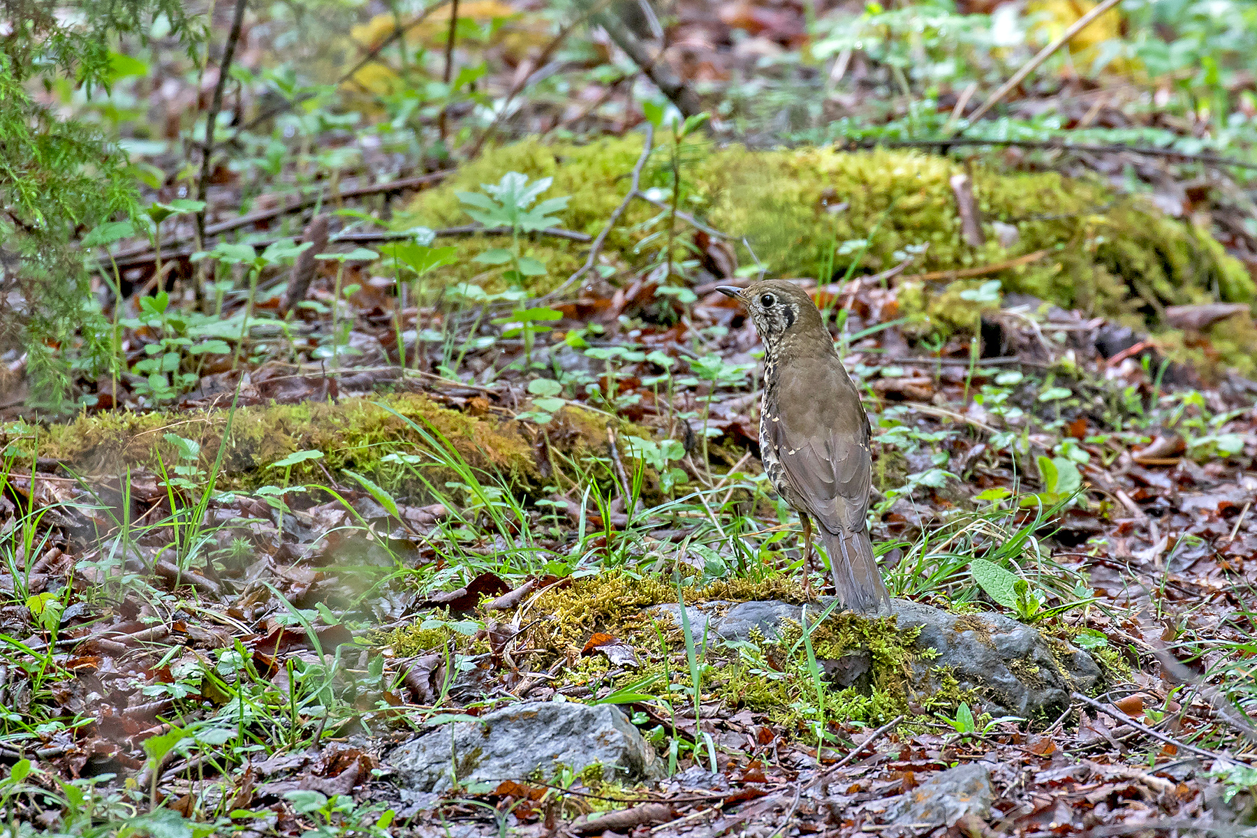 Chinese Thrush in Sichuan, China (image by Pete Morris)