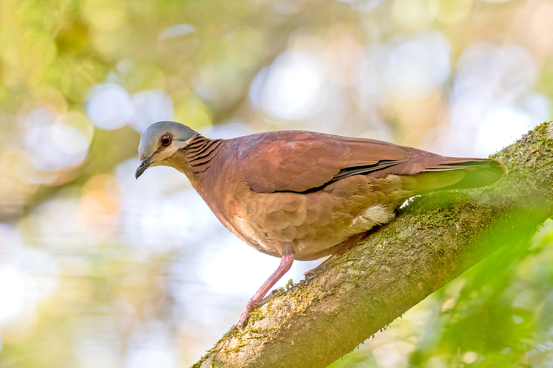 Chiriqui Quail-Dove on our Costa Rica birding tour (image by Pete Morris)