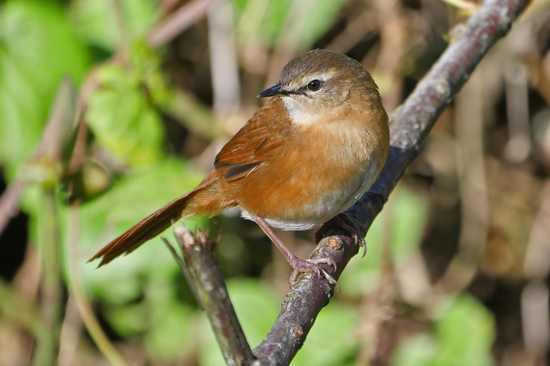 Cinnamon Bracken Warbler in Ethiopia (image by Nik Borrow)