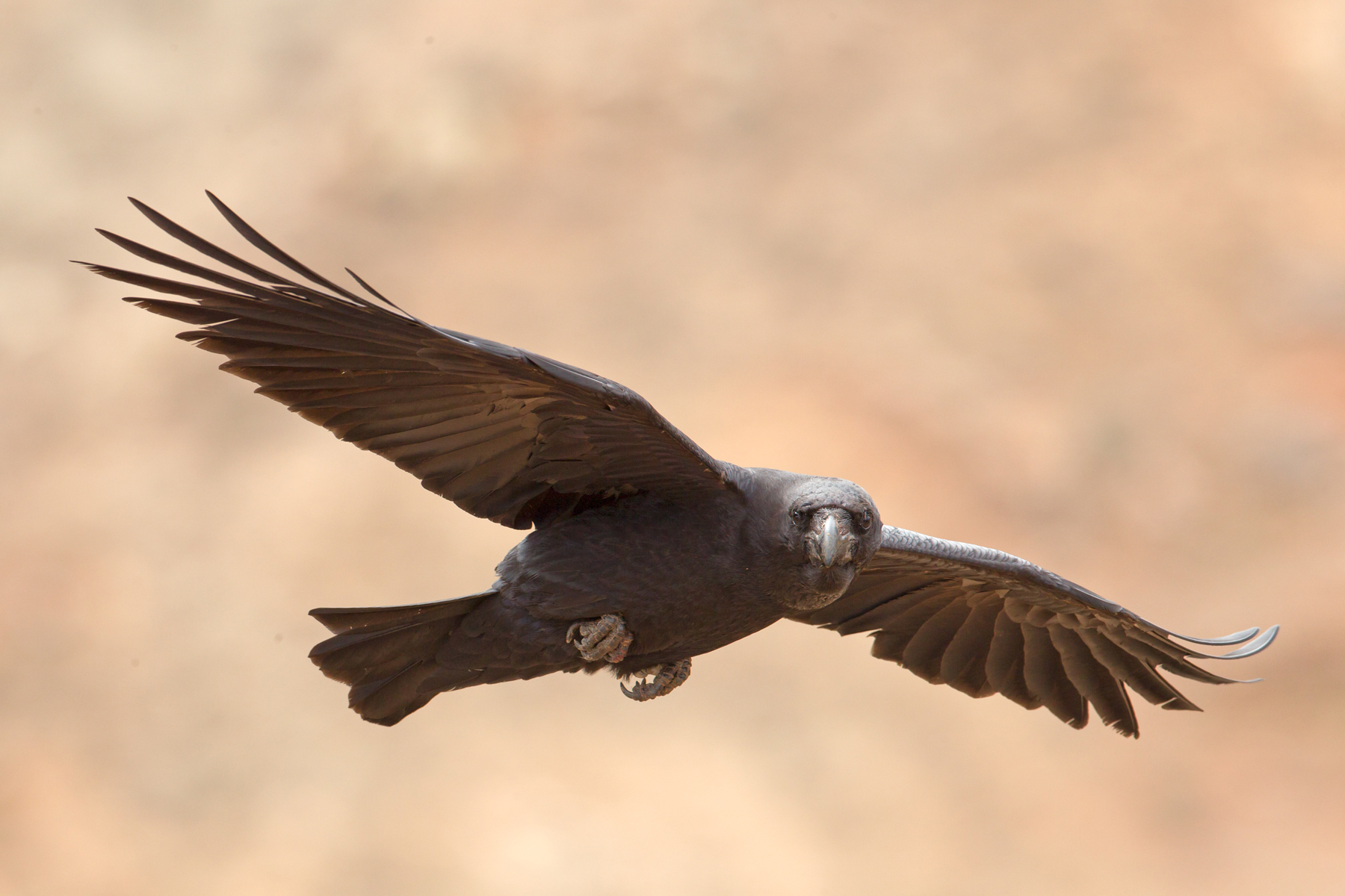 Common Raven in the Canary Islands (image by Mike Watson)