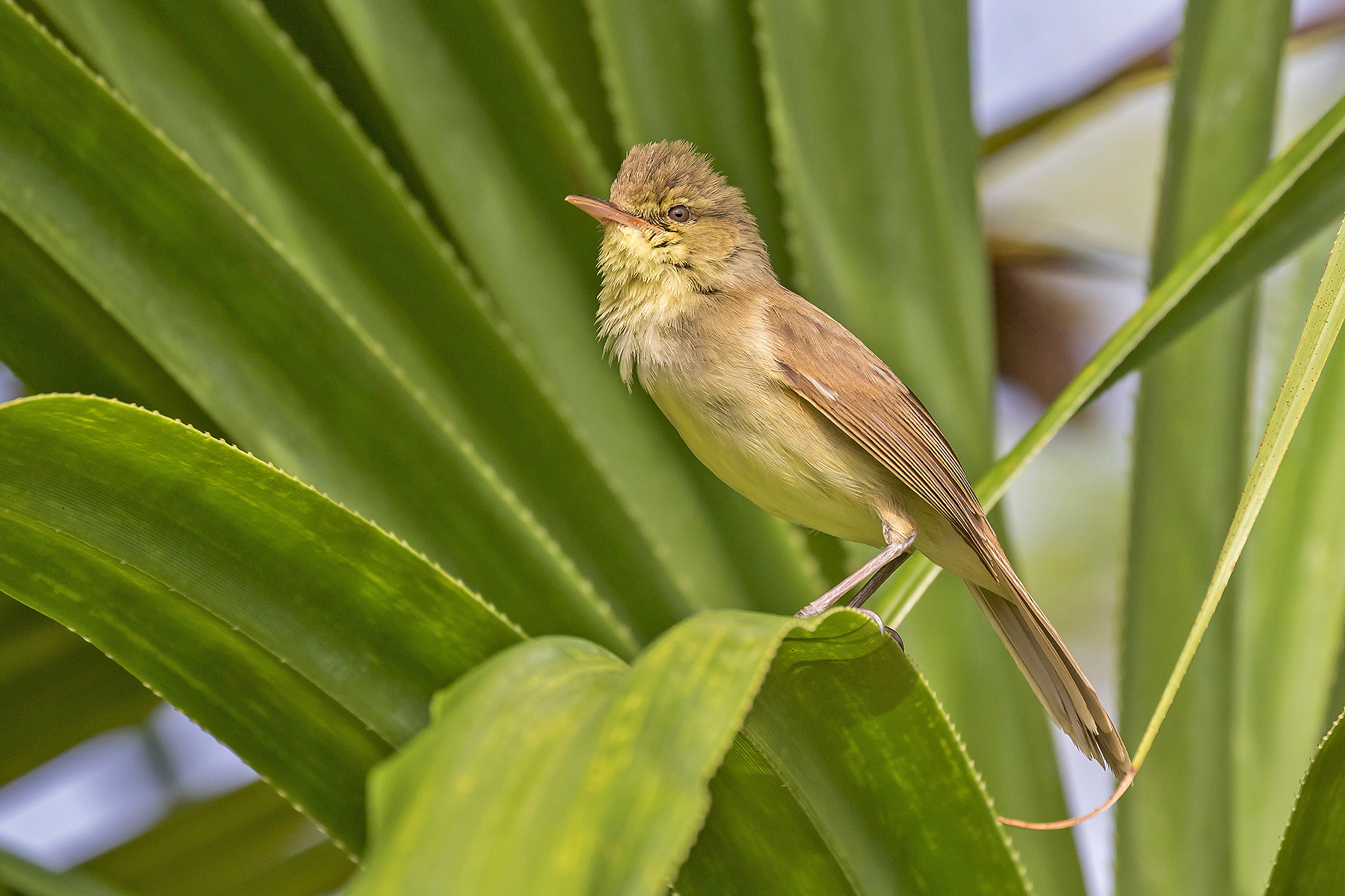 Cook Islands Reed Warbler in the Cook Islands (image by Pete Morris)