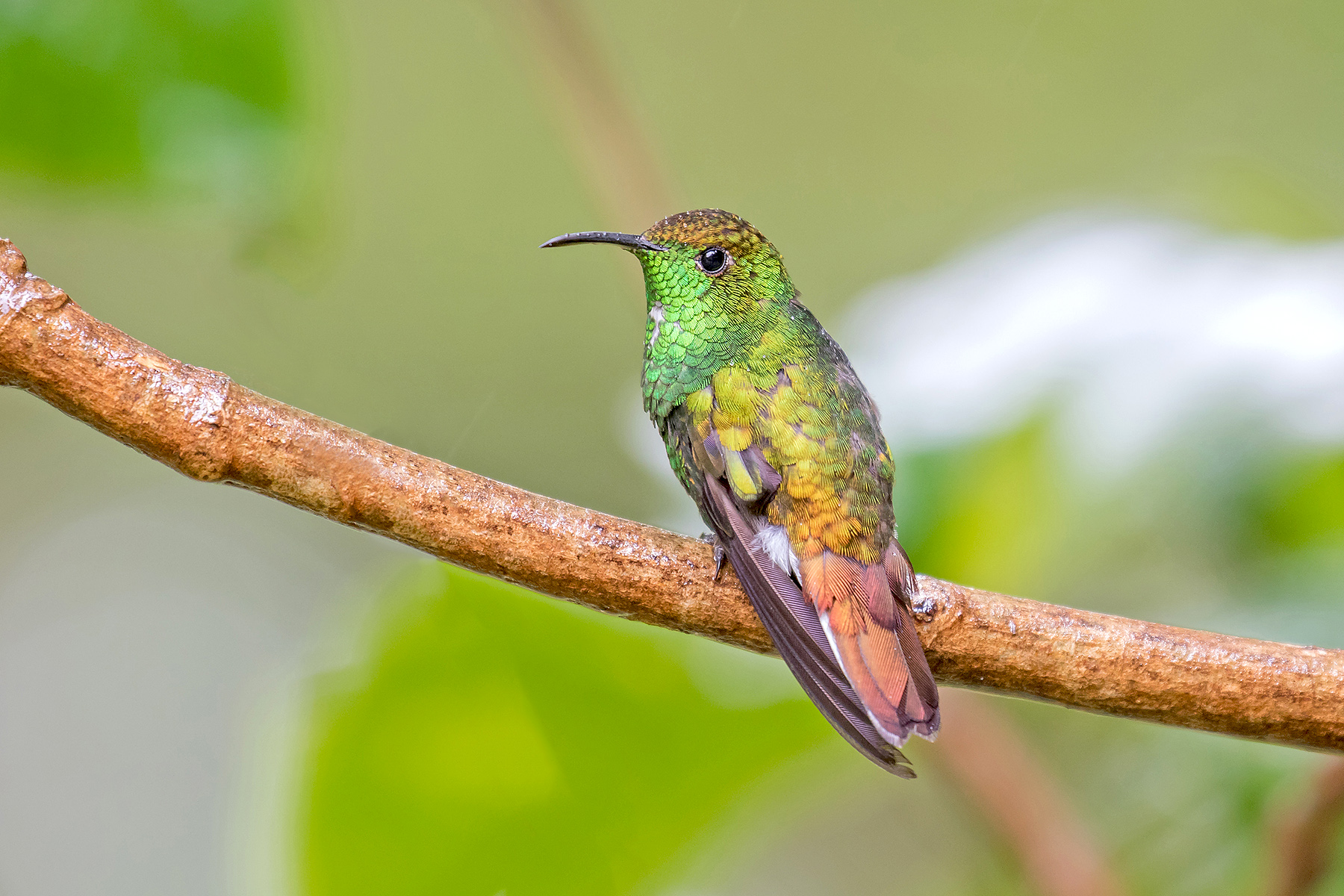 Coppery-headed Emerald on our Costa Rica birding tour (image by Pete Morris)