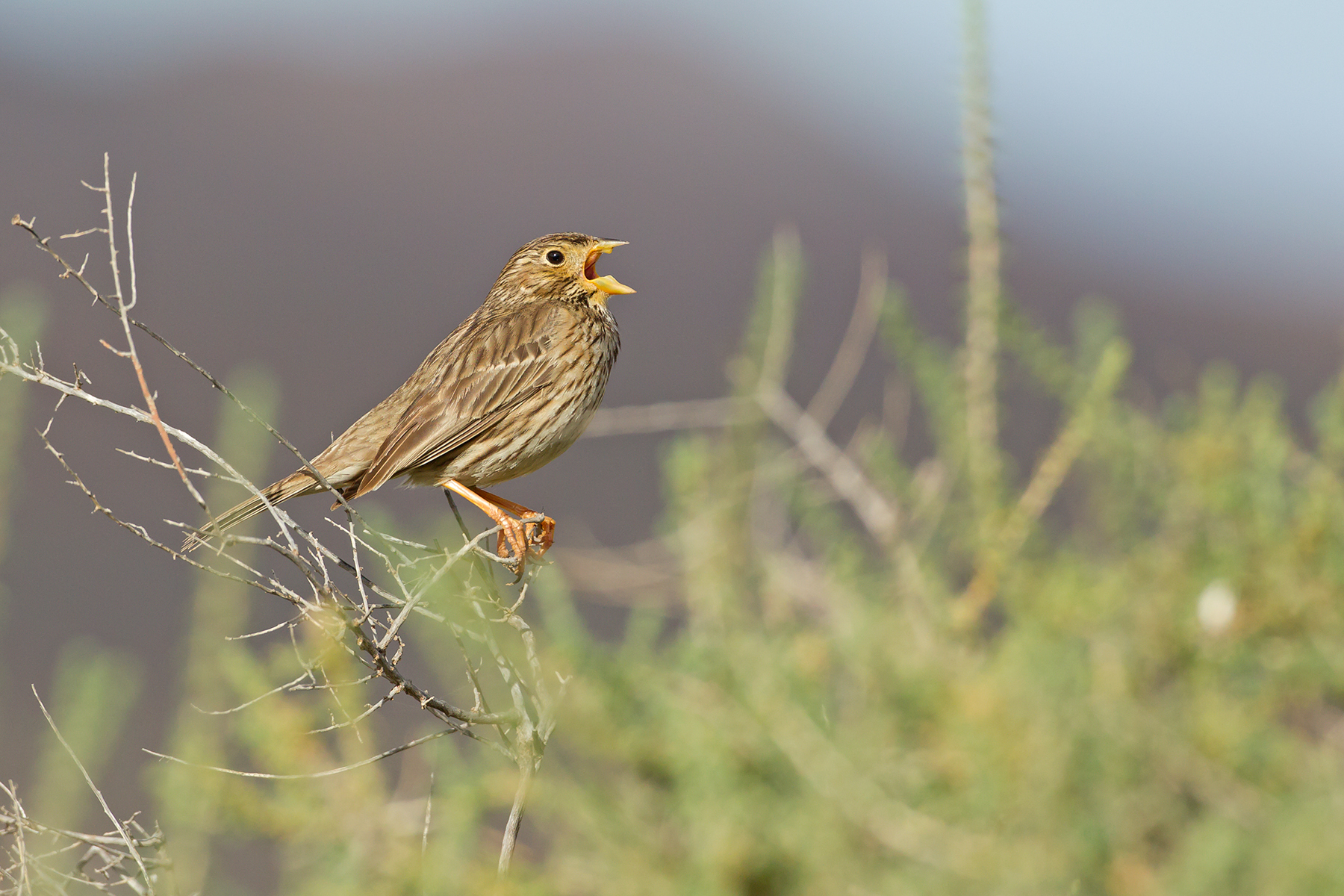 Corn Bunting in the Canary Islands (image by Mike Watson)