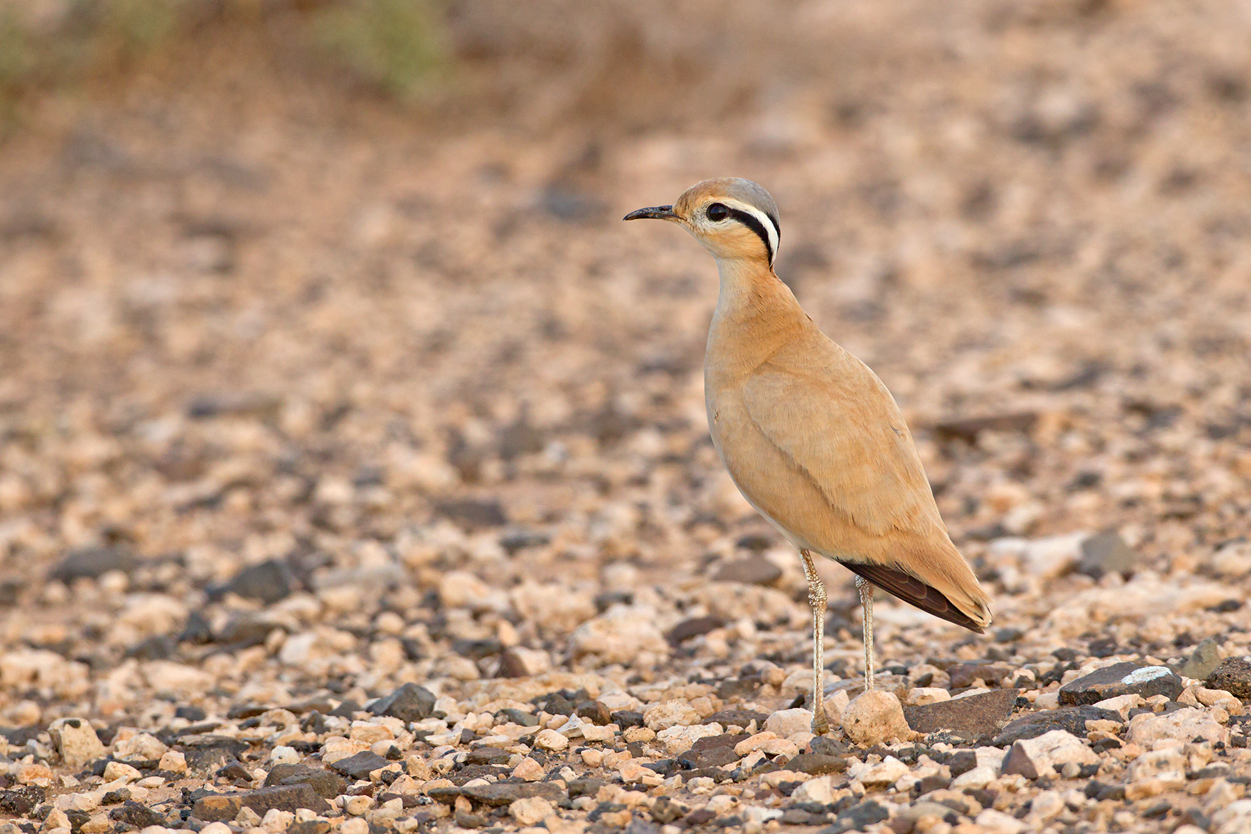 Cream-coloured Courser in the Canary Islands (image by Mike Watson)
