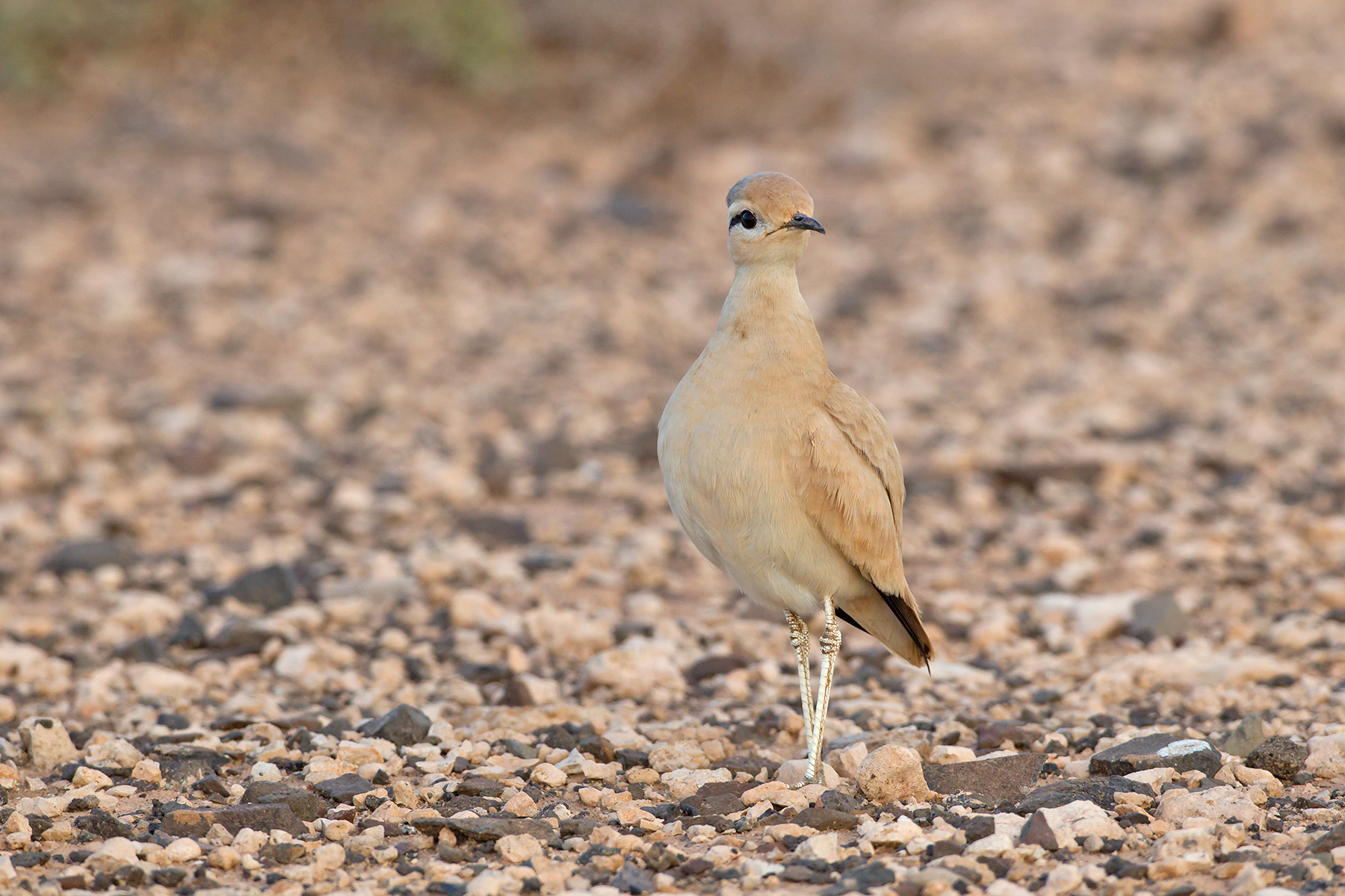 Cream-coloured Courser in the Canary Islands (image by Mike Watson)
