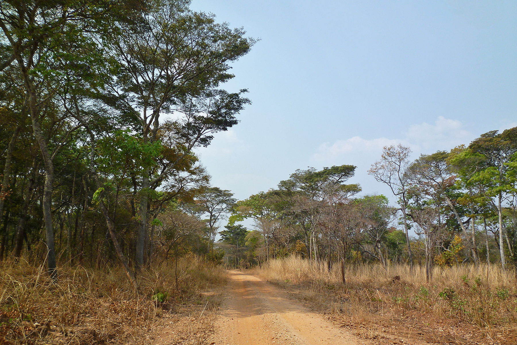 Cryptosepalum Forest in Mwinilunga (image by Nik Borrow)