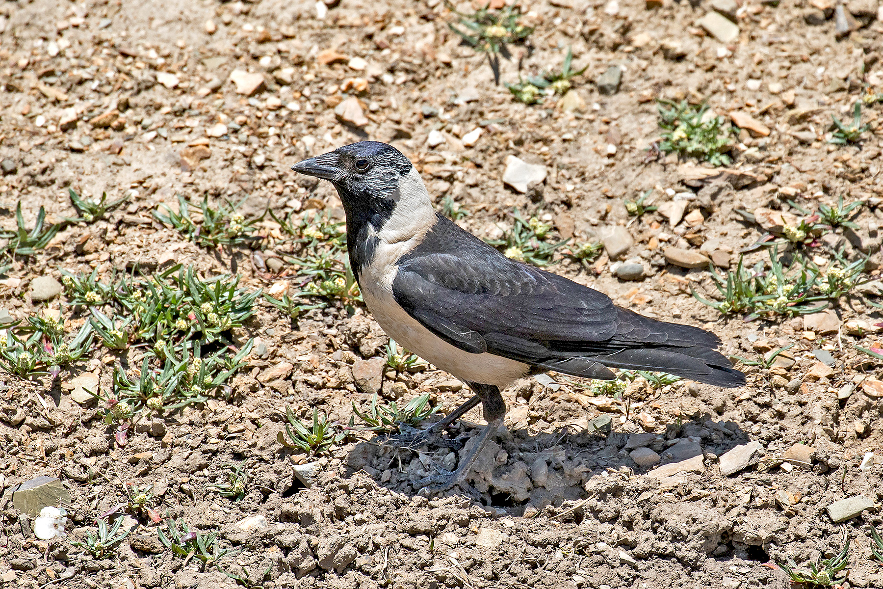 Daurian Jackdaw in Sichuan, China (image by Pete Morris)