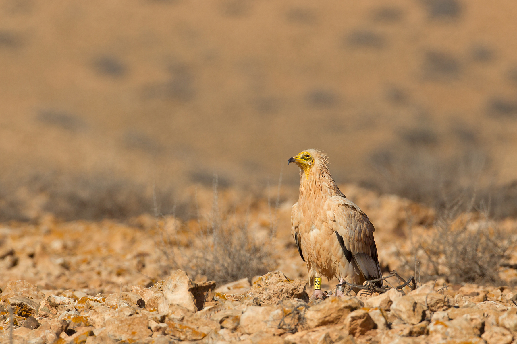 Egyptian Vulture in the Canary Islands (image by Mike Watson)
