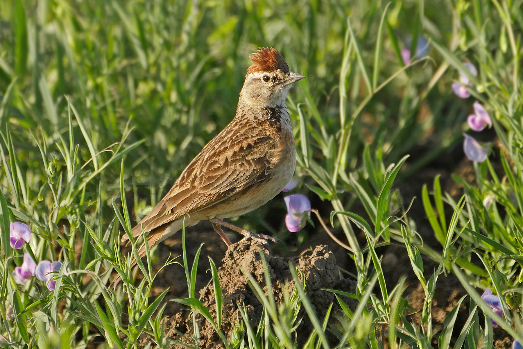 Erlanger's Lark (image by Nik Borrow)