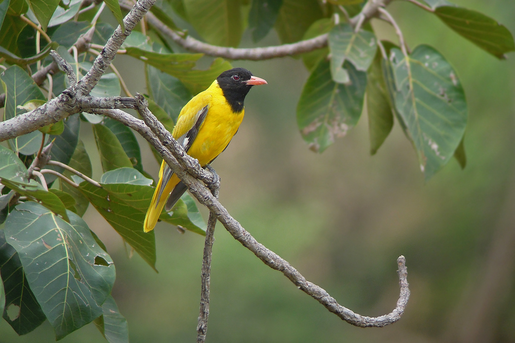 Ethiopian Oriole in Ethiopia (image by Nik Borrow)